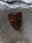 Stengelfly (Amphipoea)