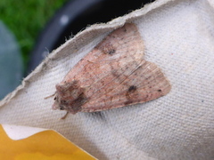 Ingrailed Clay (Diarsia mendica)