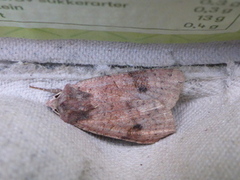 Ingrailed Clay (Diarsia mendica)