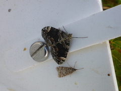 Common Marbled Carpet (Dysstroma truncata)