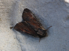 Kileengfly (Apamea crenata)