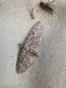 Augustdvergmåler (Eupithecia pusillata)