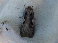 Setaceous Hebrew Character (Xestia c-nigrum)