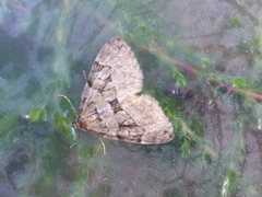 Chestnut-coloured Carpet (Thera cognata)