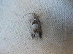 Small Birch Bell (Epinotia ramella)