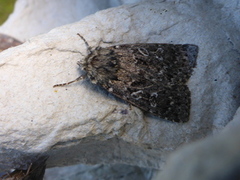 Grått taigafly (Xestia speciosa)