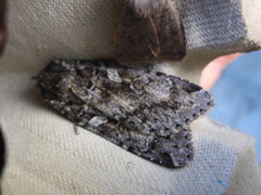 Great Brocade (Eurois occulta)