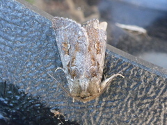 Northern Dart (Xestia alpicola)