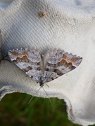 Tranebærmåler (Carsia sororiata)