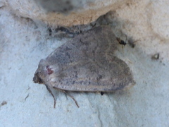 Double Dart (Graphiphora augur)