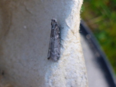 Furuknoppsmalmott (Dioryctria simplicella)