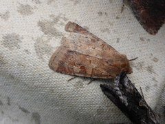 Ingrailed Clay (Diarsia mendica)