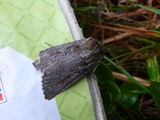 Myrfly (Coenophila subrosea)
