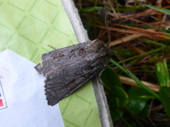 Northern Dart (Xestia alpicola)