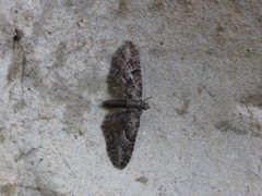 Augustdvergmåler (Eupithecia pusillata)