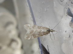 Scopariinae