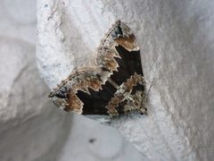 Dark Marbled Carpet (Dysstroma citrata)