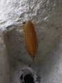 Takrørnebbmott (Chilo phragmitella)