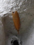 Takrørnebbmott (Chilo phragmitella)