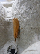 Takrørnebbmott (Chilo phragmitella)