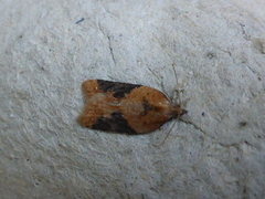 Buskflatvikler (Acleris laterana)