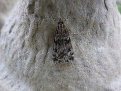 Ground-moss Grey (Eudonia truncicolella)