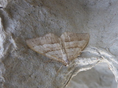 Linjelundmåler (Mesotype parallelolineata)