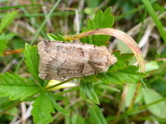 Kobberfly (Chersotis cuprea)