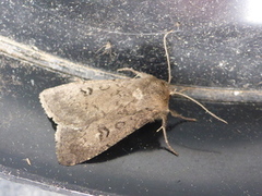 Double Dart (Graphiphora augur)
