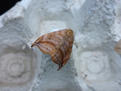 Dusky Hook-tip (Drepana curvatula)