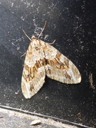 Barred Tooth-striped (Trichopteryx polycommata)