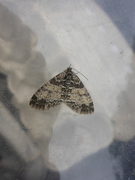 The Seraphim (Lobophora halterata)