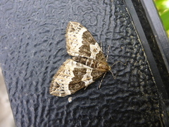 Small Phoenix (Ecliptopera silaceata)