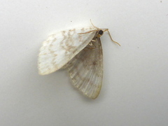 Hasselmåler (Asthena albulata)