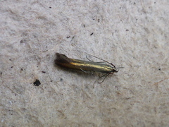 Coleophora