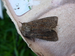 Brunt lundfly (Lacanobia suasa)