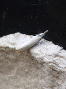Garden Grass-veneer (Chrysoteuchia culmella)