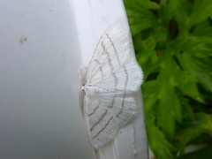 Common White Wave (Cabera pusaria)