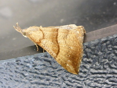 Neslenebbfly (Hypena proboscidalis)