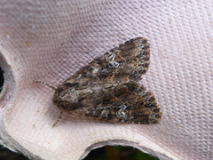 Grasengfly (Mesapamea)