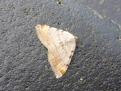 Tawny-barred Angle (Macaria liturata)