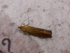 Perikumvikler (Lathronympha strigana)