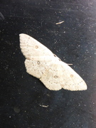 Bjørkeløvmåler (Cyclophora albipunctata)