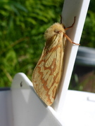 Spøkelsesroteter (Hepialus humuli)