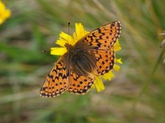 Fjellperlemorvinge (Boloria napaea)