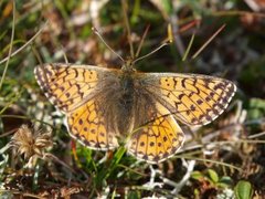 Fjellperlemorvinge (Boloria napaea)