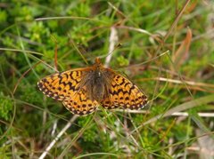 Fjellperlemorvinge (Boloria napaea)