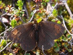 Dewy Ringlet (Erebia pandrose)