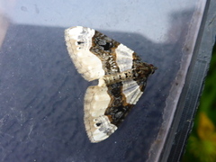 Purple Bar (Cosmorhoe ocellata)
