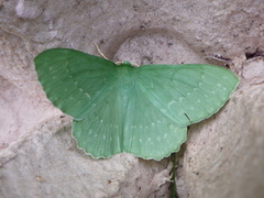 Large Emerald (Geometra papilionaria)